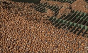 Se inició Conformación de la Comisión regional de Avellano Europeo