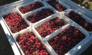 Corfo realiza innovador Taller sobre Cerezos de Exportación con productores de La Araucanía