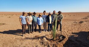 Plantan palma datilera Barhi en El Tamarugal