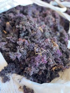 Atacama: Proyecto que busca el desarrollo de productos en base a algas está presente en Festival Internacional de Gastronomía de Bahía Inglesa