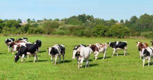 Bovino Market: la nueva plataforma digital de comercialización de ganado impulsada por COWO