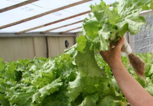 Llaman a emprendedores y emprendedoras de Atacama a potenciar sus negocios con nuevo programa Viraliza Hidroponía