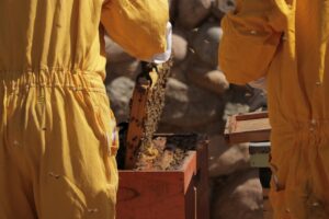 El crecimiento y potencial de la industria apícola del Valle del Huasco