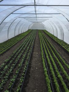 Corfo lanza Programa que busca fortalecer la competitividad y articulación del sector agroalimentario en Magallanes