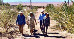 Tarapacá: Agricultores del Valle de Quisma desarrollan producción orgánica de dátiles