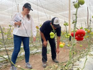 Arica y Parinacota: Productores inician auditorías para certificarse en buenas prácticas agrícolas