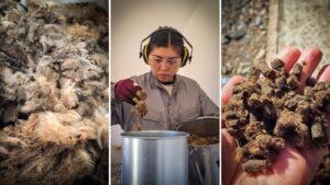 Biolana: Innovación sustentable y liderazgo femenino en la transformación de la lana